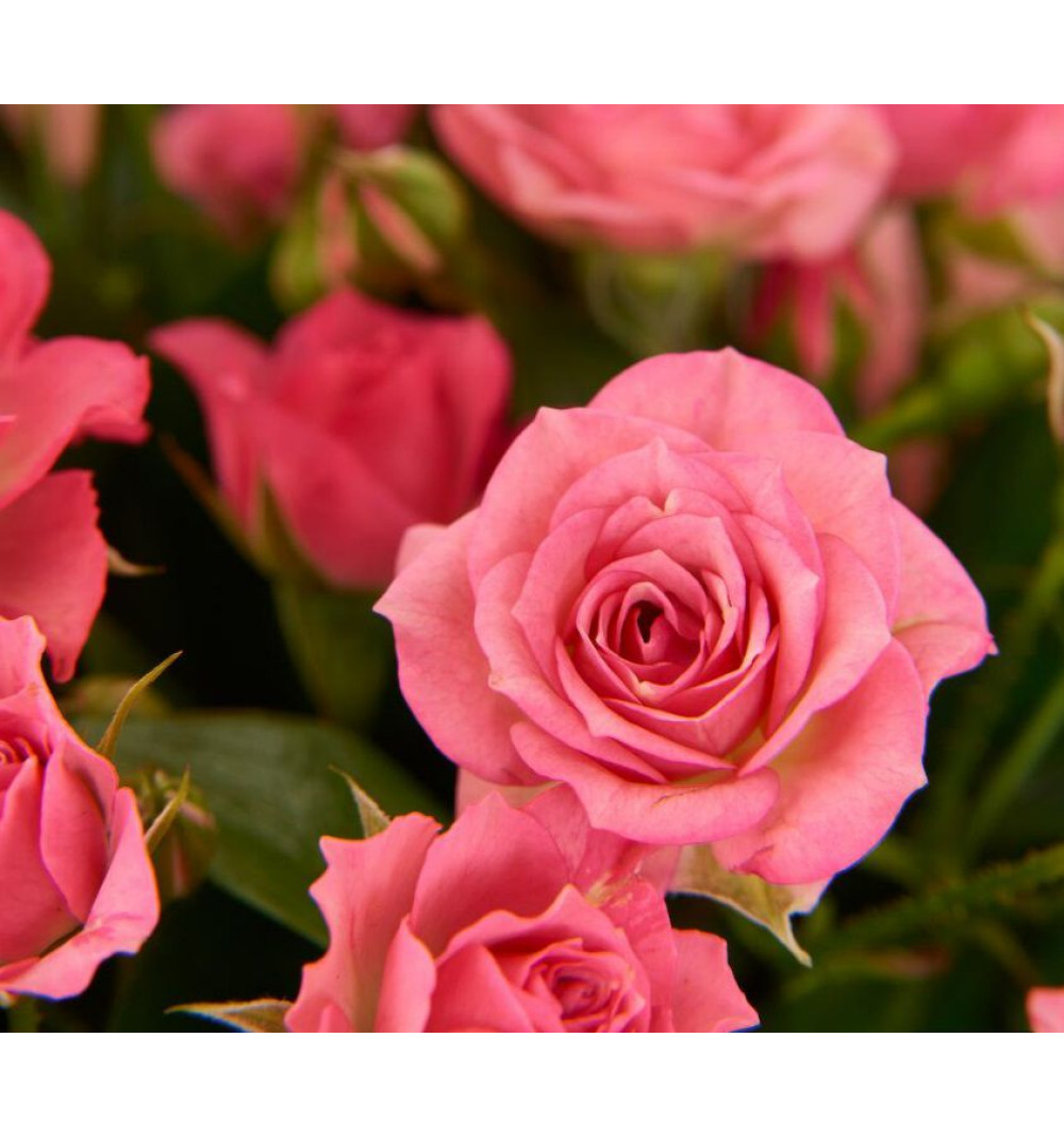 Букет Лидия